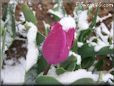 winter purple tulip flower