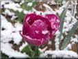 purple tulip flower