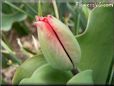 unbloomed tulip flower