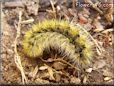 caterpillar picture