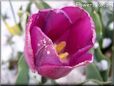 purple tulip flower