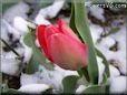 red tulip flower