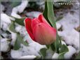 red tulip flower