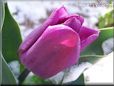 purple tulip flower