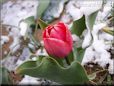red tulip flower