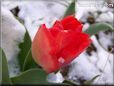 red tulip flower