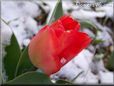red tulip flower