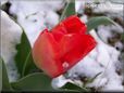 red tulip flower