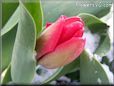 red tulip flower