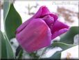 purple tulip flower