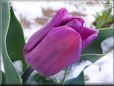purple tulip flower