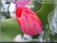 red tulip flower