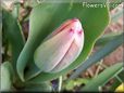 unbloomed tulip flower