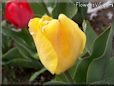 snow yellow tulip flower