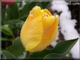 winter yellow tulip flower