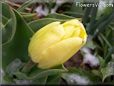 wet yellow tulip flower