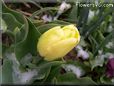 yellow tulip flower