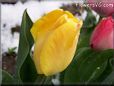 yellow tulip flower