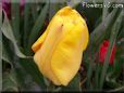 yellow tulip flower