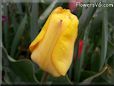 yellow tulip flower
