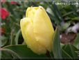 yellow tulip flower