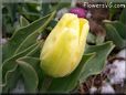 yellow tulip flower