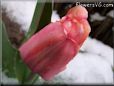pink tulip flower