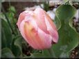 pink tulip flower
