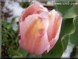 pink tulip flower