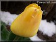 yellow tulip flower