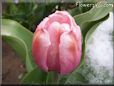pink tulip flower