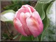 pink tulip flower