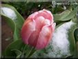 pink tulip flower