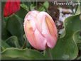 pink tulip flower