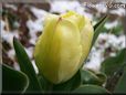 yellow tulip flower