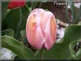 pink tulip flower