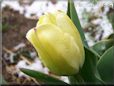 yellow tulip flower