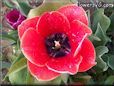 red black tulip flower