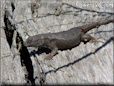 dark new mexico lizard
