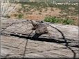 new mexico lizard