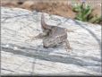 new mexico lizard