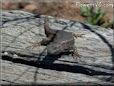 new mexico lizard