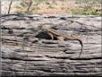 new mexico lizard