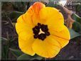 yellow orange tulip flower