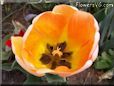 orange red tulip flower