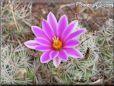 pink cactus flower