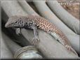 desert spotted lizard
