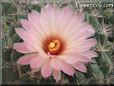 peach cactus flower