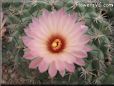 peach cactus flower pictures