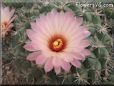 peach cactus flower